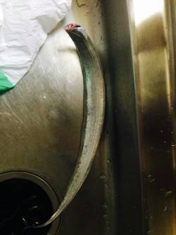 助松埠頭周辺　エサ釣りでタチウオ1本、食い…